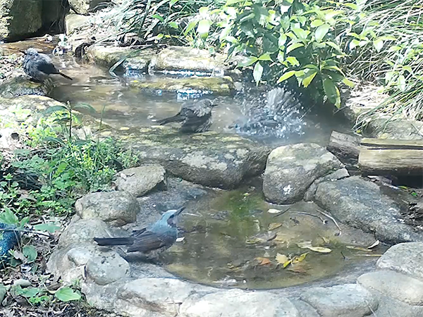 ヒヨドリ ヒヨドリ